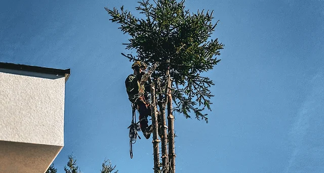 Tall tree trunk cut near the top surrounded by green foliage and a road visible in the background.