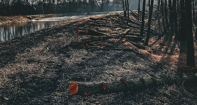 A row of freshly cut tree trunks and branches lying on muddy ground next to a narrow river, with leafless trees casting shadows in a forested area.