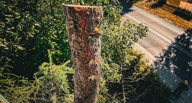 Tall tree trunk cut near the top surrounded by green foliage and a road visible in the background.