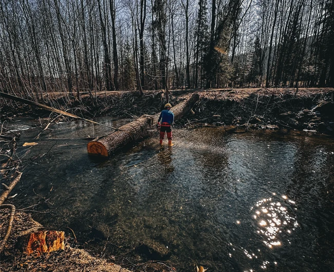 Person standing in a shallow stream near cut tree logs with leafless trees in the background.