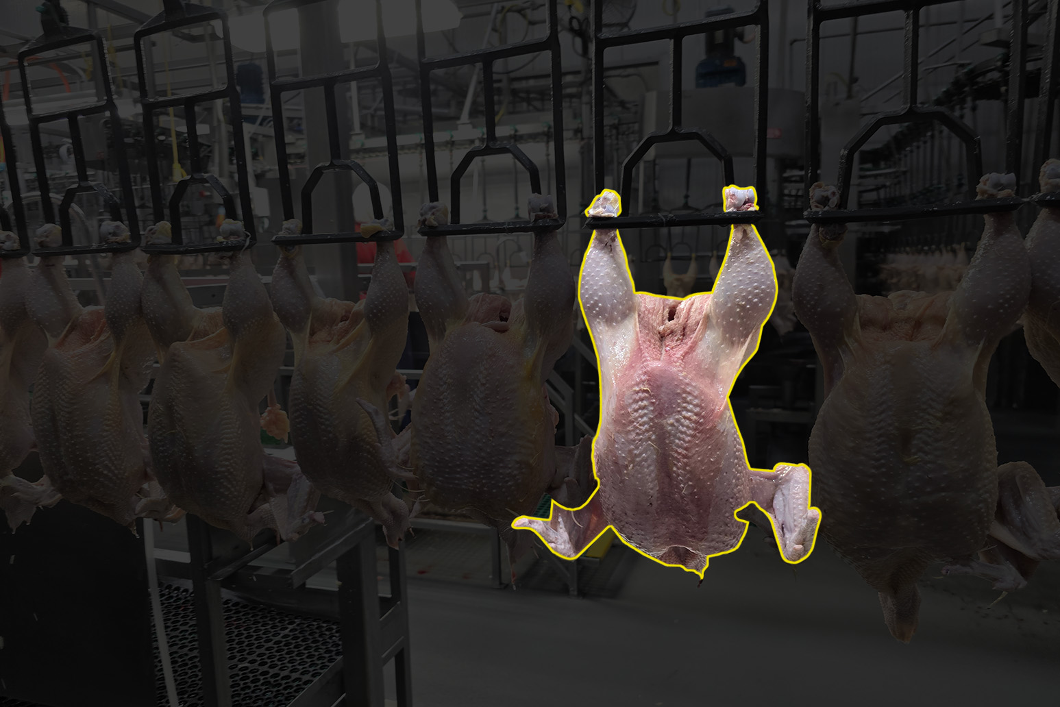 Poultry carcass inspection on the line