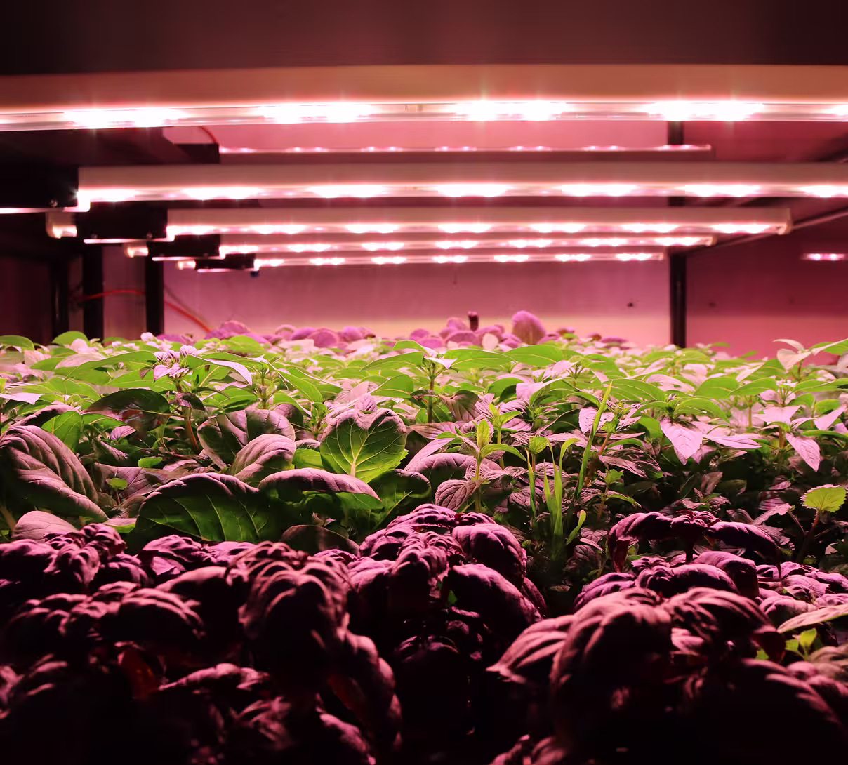 Rows of leafy green plants growing indoors under bright pink LED grow lights.