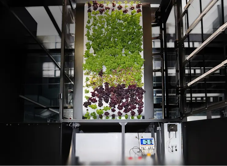 Indoor vertical aeroponic farm with rows of greens and purple lettuce growing under artificial light.