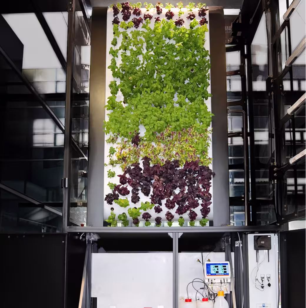 Vertical indoor aeroponic vertical farm with greens and purple leafy plants on white panels.