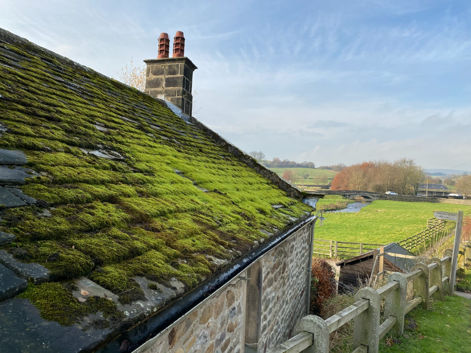 What happens if you leave moss on your roof?