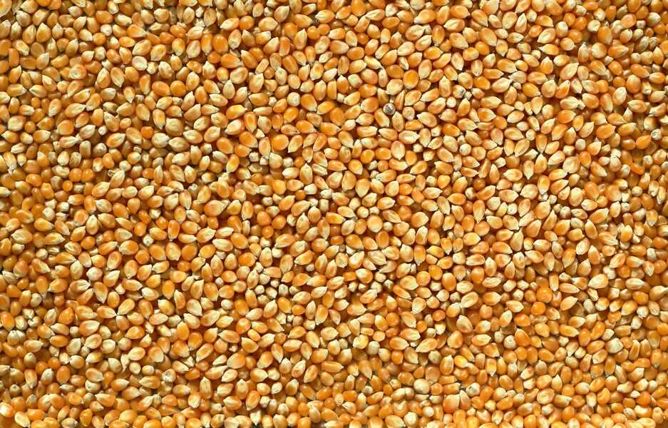 Corn Soybeans Hit 52-Week Highs on Technical Buying