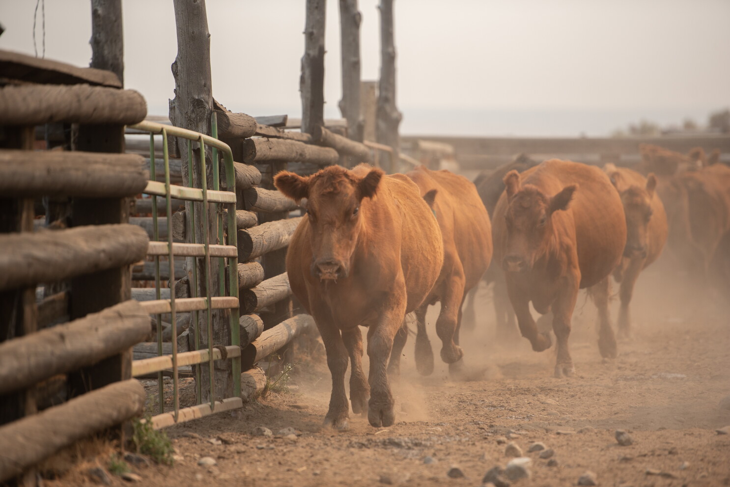 Beef Processor Margins Squeezed by Ground Beef Blending Math