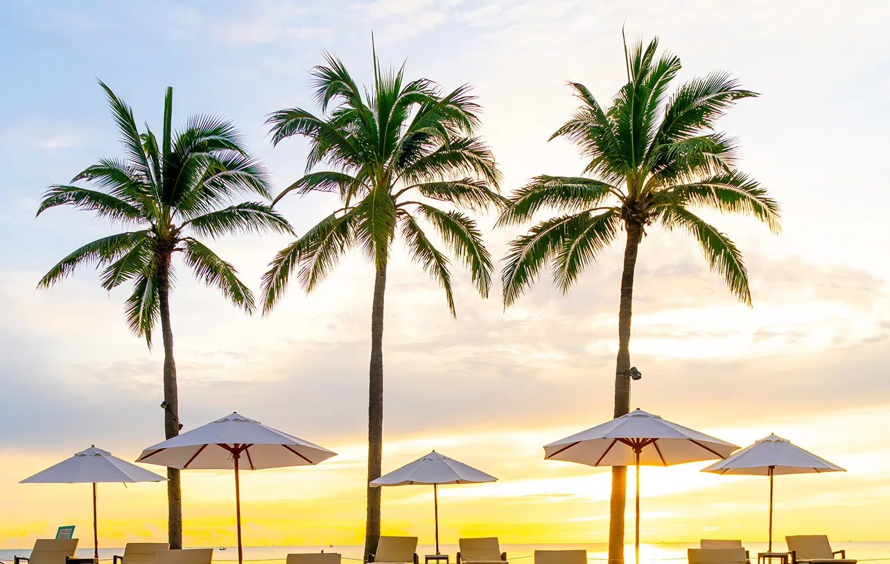 Palm trees and beach umbrellas with lounge chairs at sunset by the ocean.