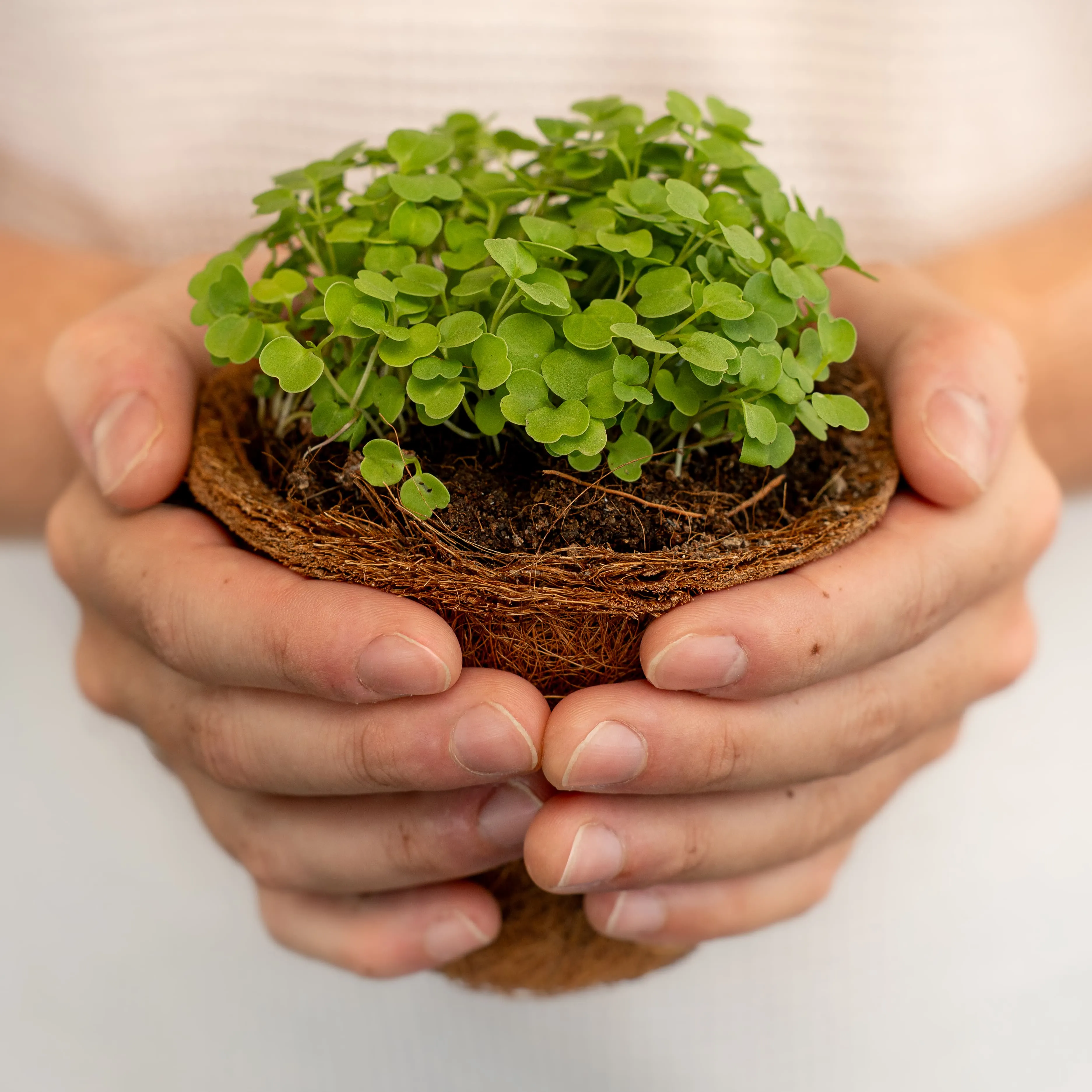 Two hands gently holding a small pot with green microgreens growing in soil.