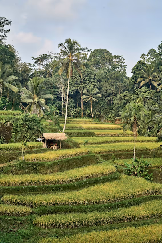 Green terraced rice fields with palm trees and a small thatched hut surrounded by dense forest.