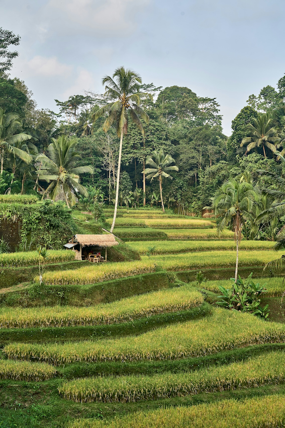 Green terraced rice fields with palm trees and a small thatched hut surrounded by dense forest.