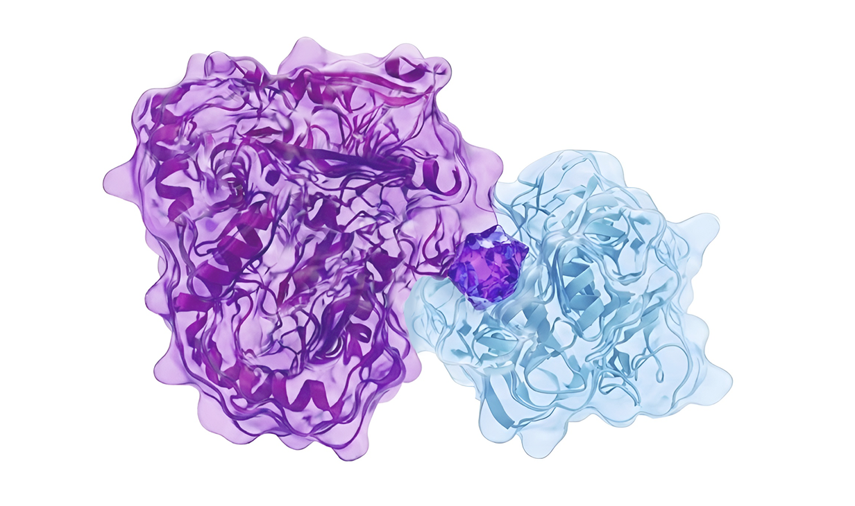 Illustration of two molecular structures in purple and blue connected by a smaller purple molecule representing molecular glues.