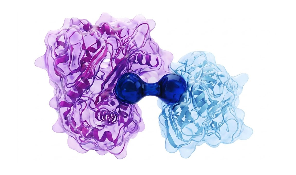 3D molecular structure showing two large protein complexes in purple and blue connected by a smaller dark blue linker molecule.