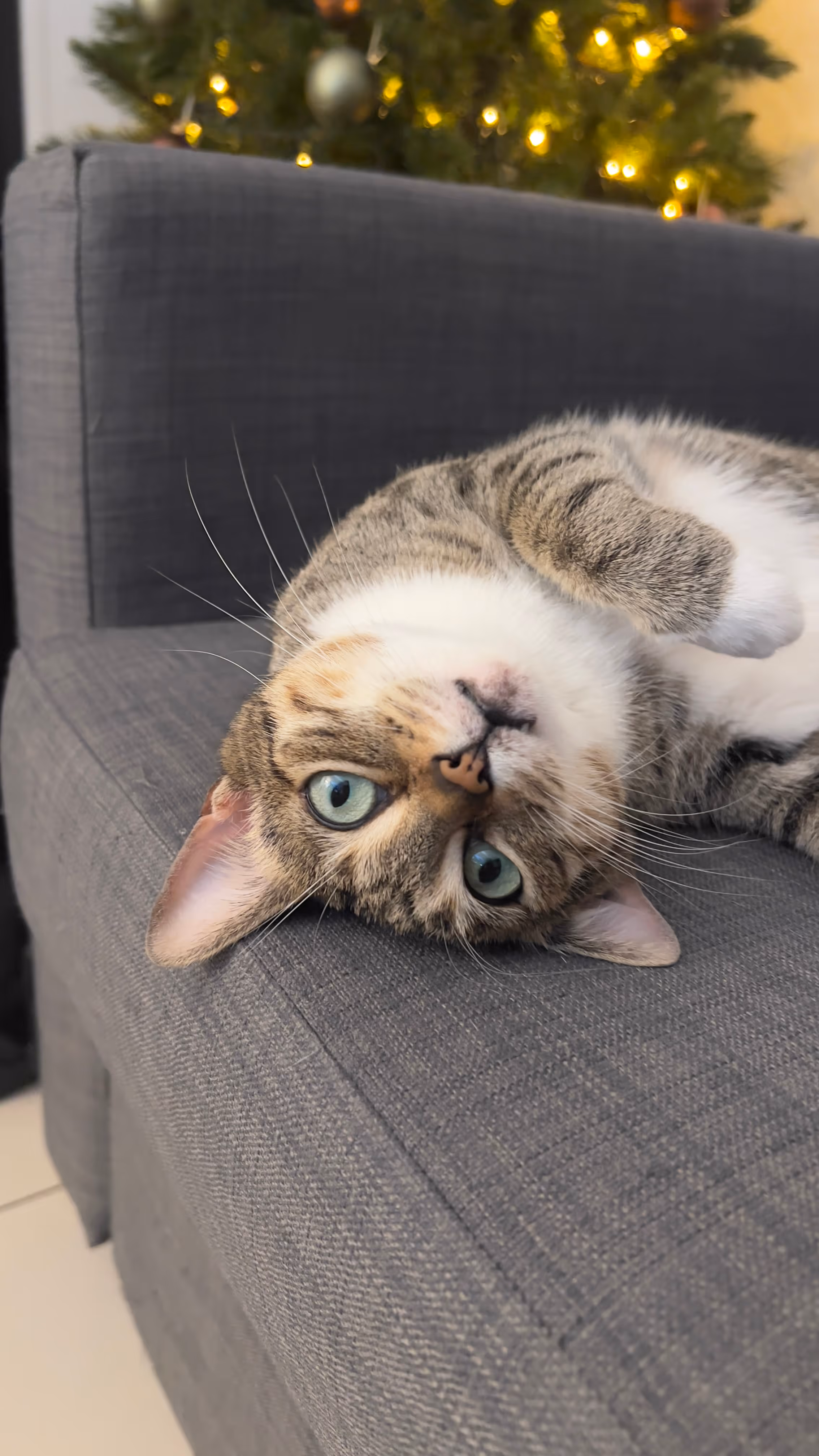 Tabby cat with green eyes lying upside down on a gray couch with a decorated Christmas tree in the background.