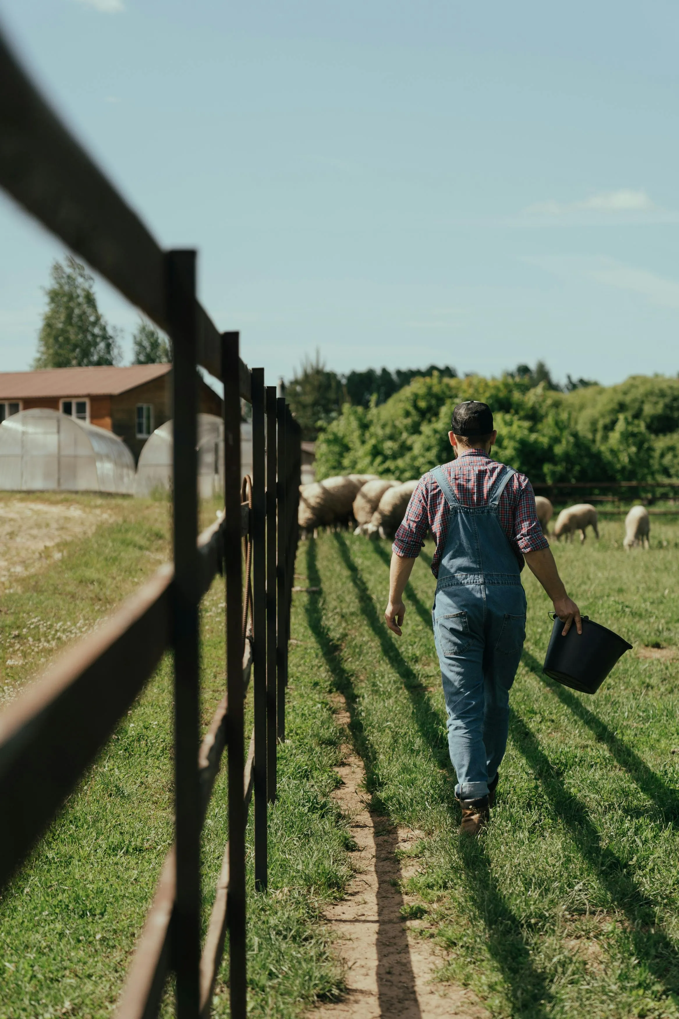 Farm field with cattle
