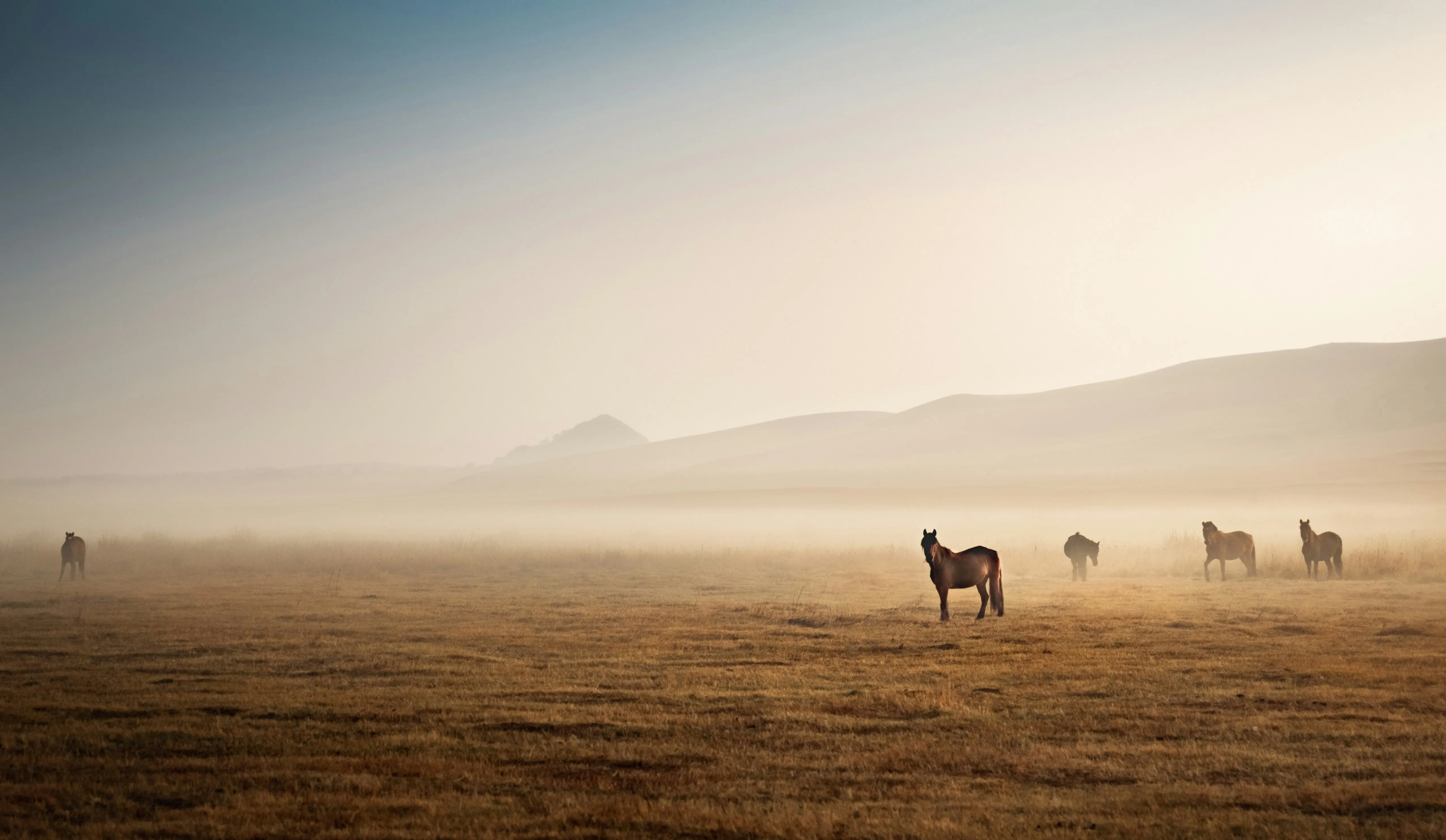 Horses standing and grazing in a misty field with rolling hills in the background during sunrise or sunset.