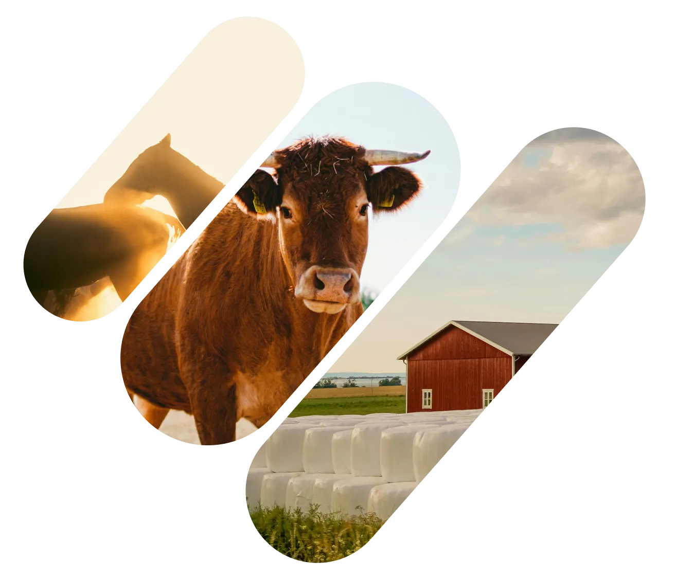 Collage of three images with farm animals: a horse at sunset, a brown cow facing forward, and a rural red barn with wrapped hay bales in the foreground.