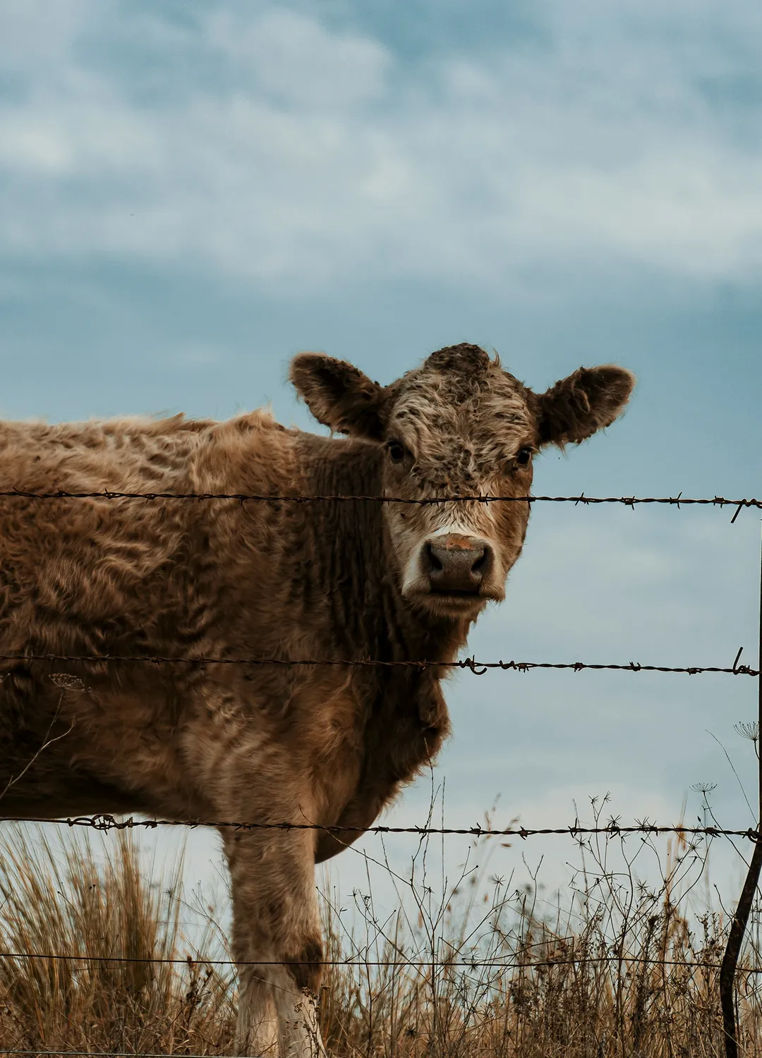 Cattle in a field