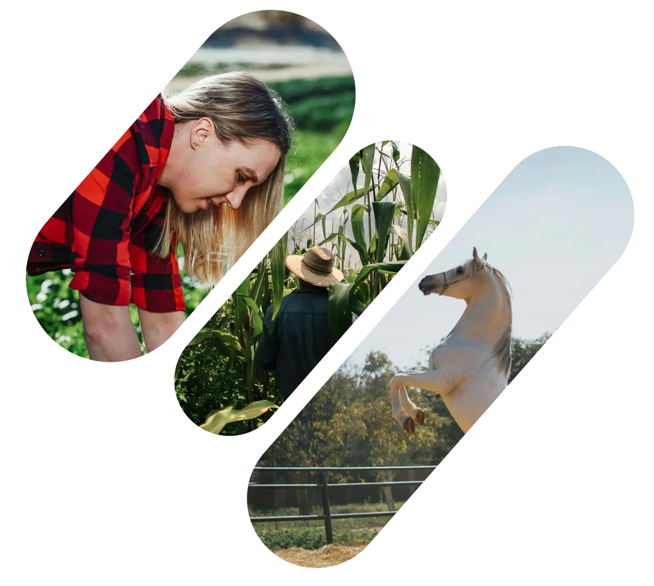 Collage of three images showing a woman in a red plaid shirt working in a garden, a person with a straw hat inspecting tall corn plants, and a white horse rearing in an outdoor fenced area.