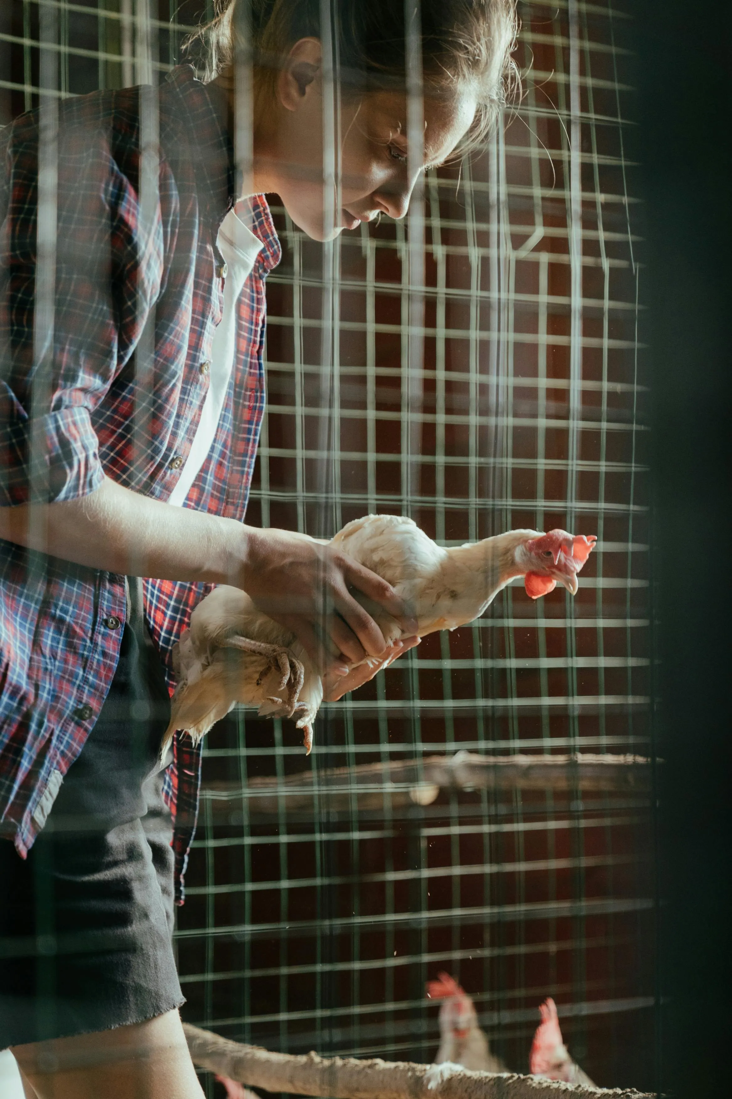 Person wearing a plaid shirt holding a white chicken inside a wire chicken coop.