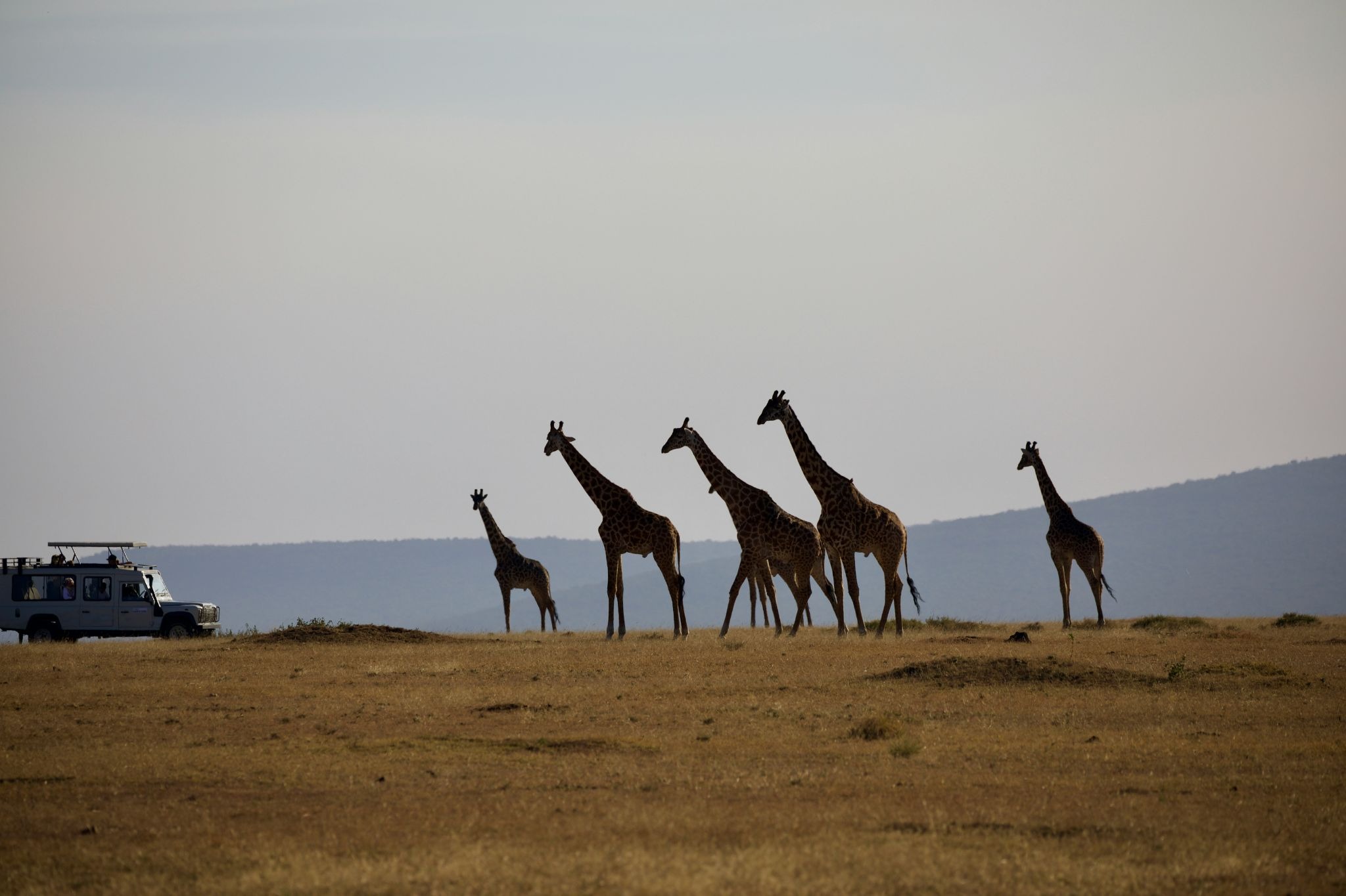 Safari-game-drive-in-Tanzania