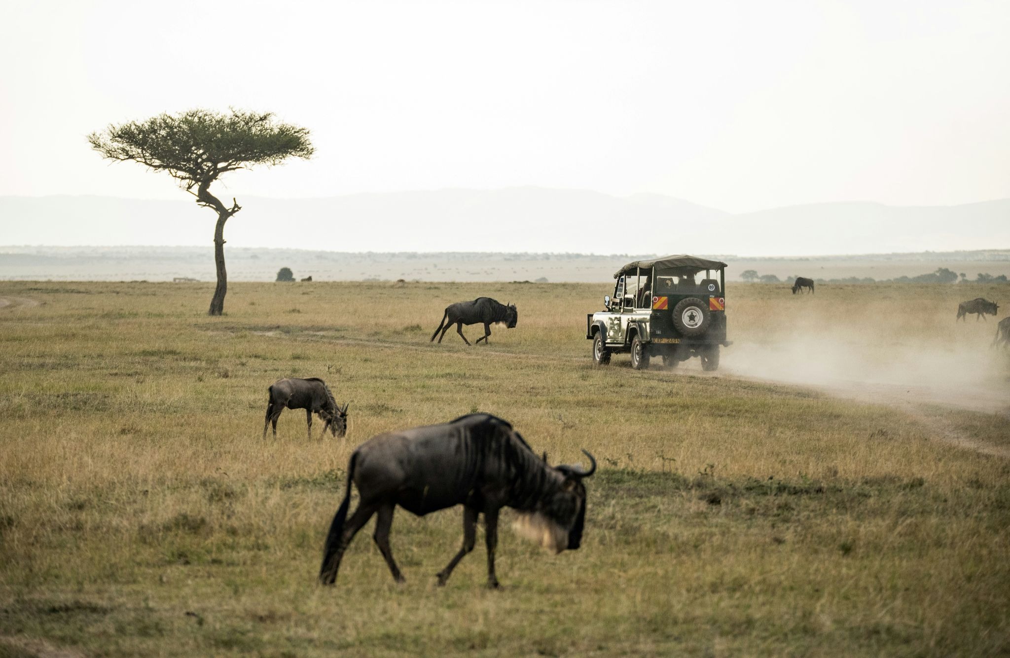 Masai Mara National Reserve, Kenya