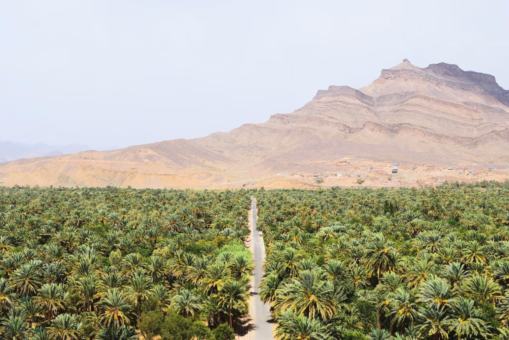 source:https://unsplash.com/photos/road-between-green-coconut-trees-at-daytime-TS3RnErtJPA