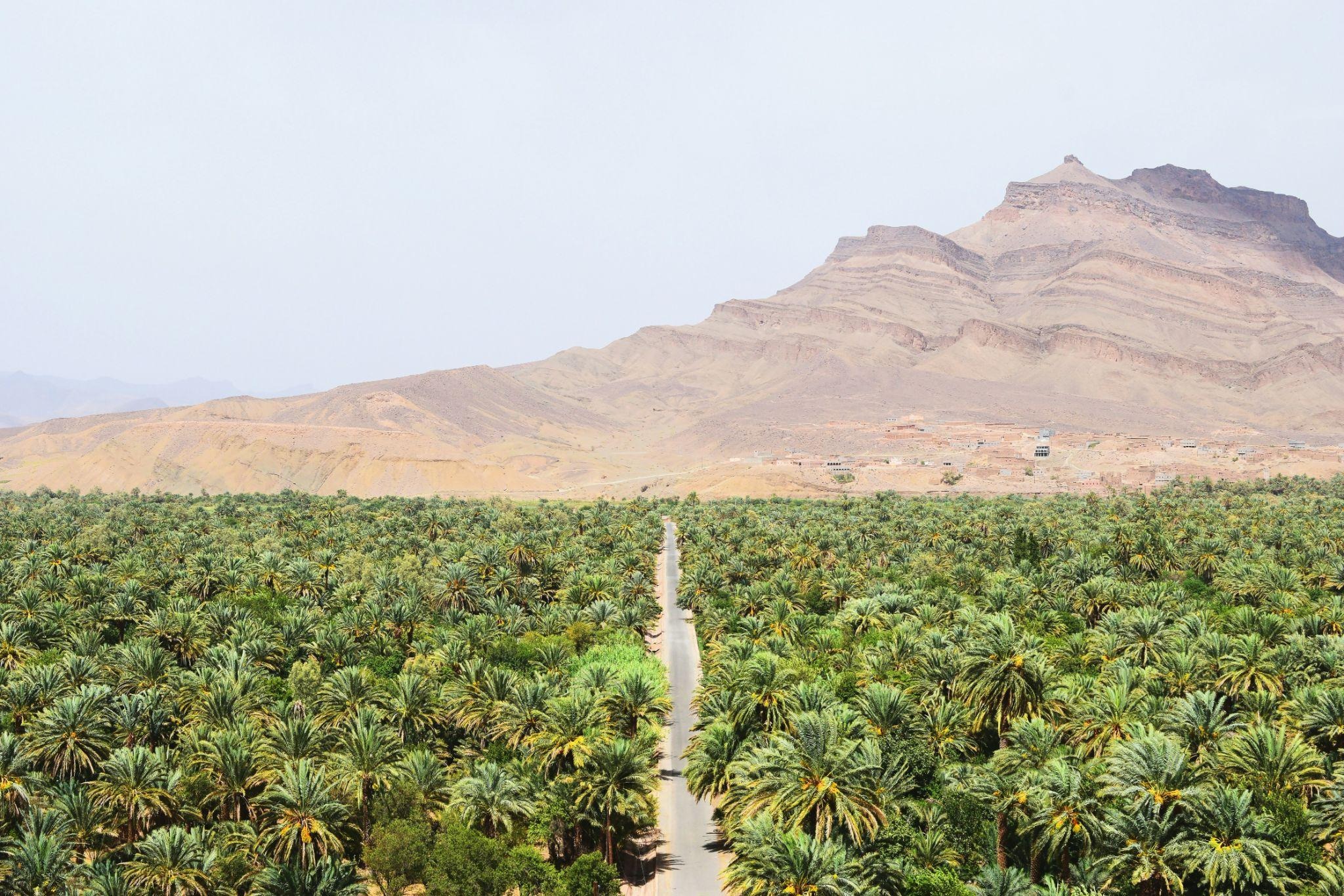 source:https://unsplash.com/photos/road-between-green-coconut-trees-at-daytime-TS3RnErtJPA
