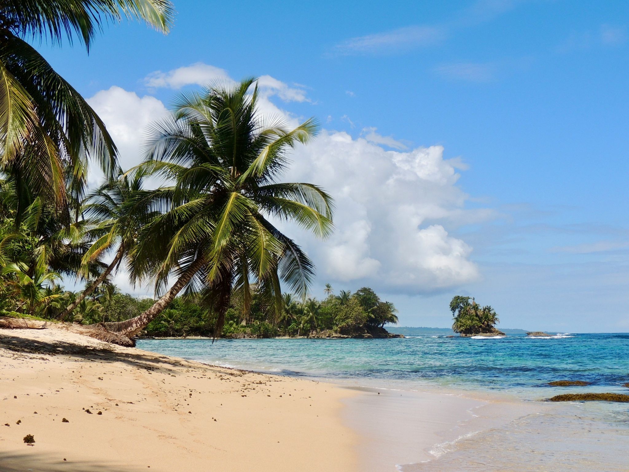 source: https://unsplash.com/photos/palm-tree-on-beach-shore-during-daytime-HNFU3E1E4do