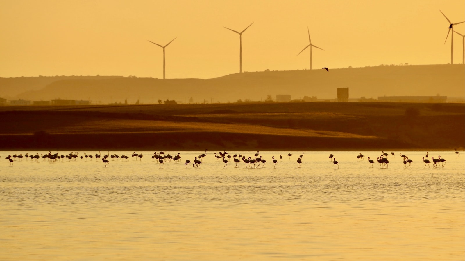 Pink flamingos wading in Larnaca salt lake Cyprus
