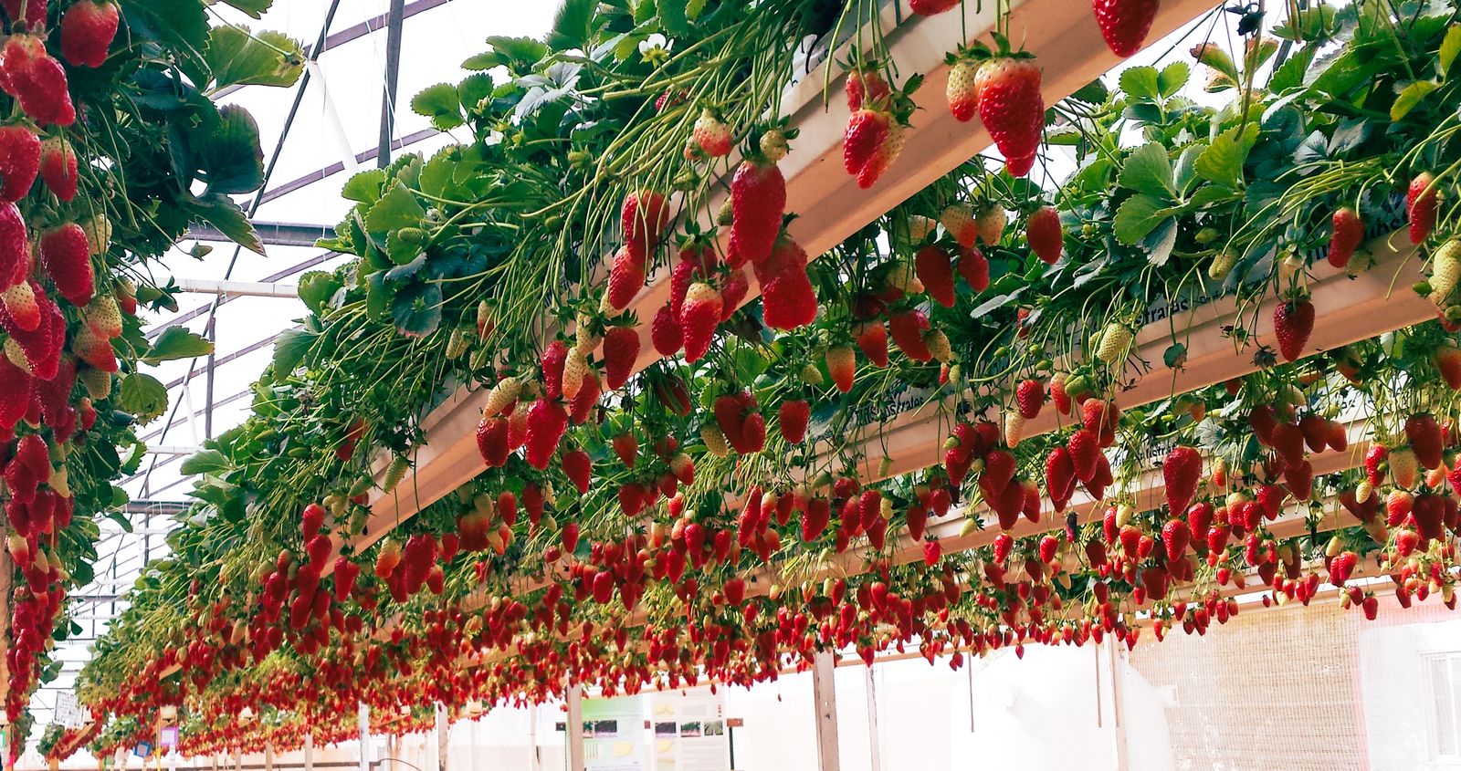 Fresh red strawberries growing on a highland farm