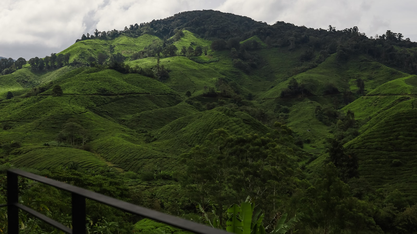 Cloudy hillside view of BOH plantation