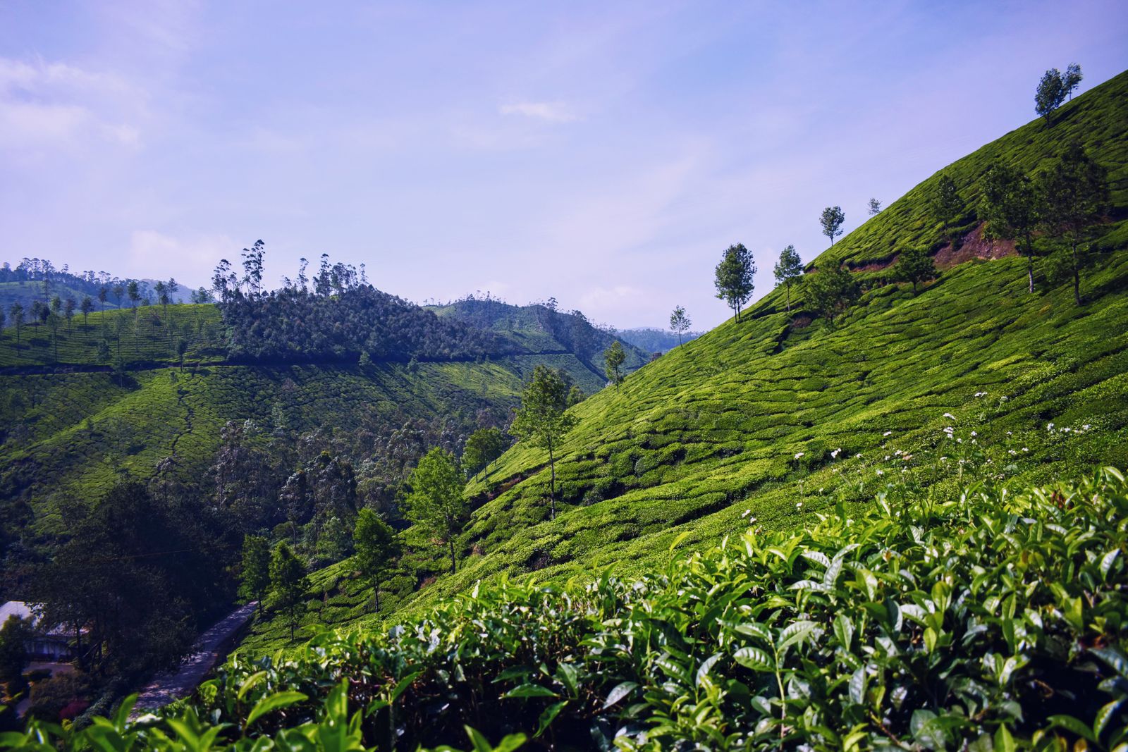 Bright green tea fields under a clear sky