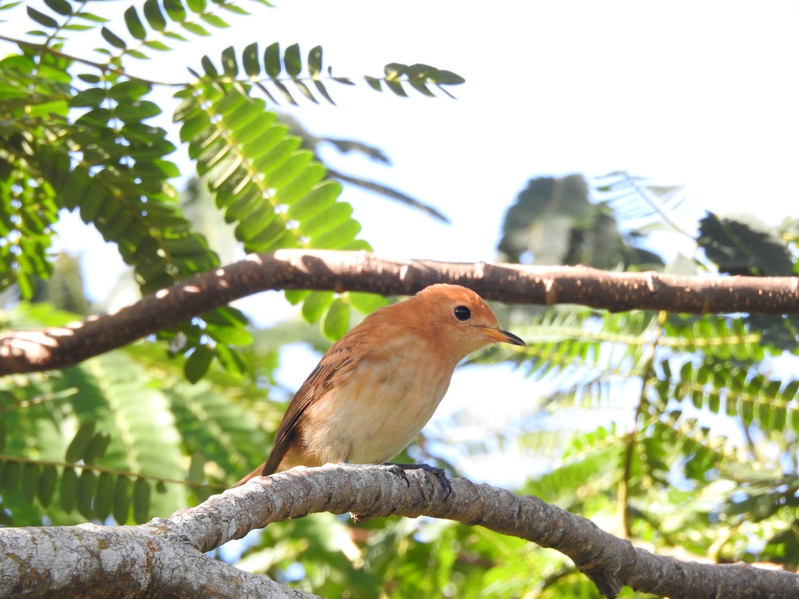 The Takitumu Conservation Area