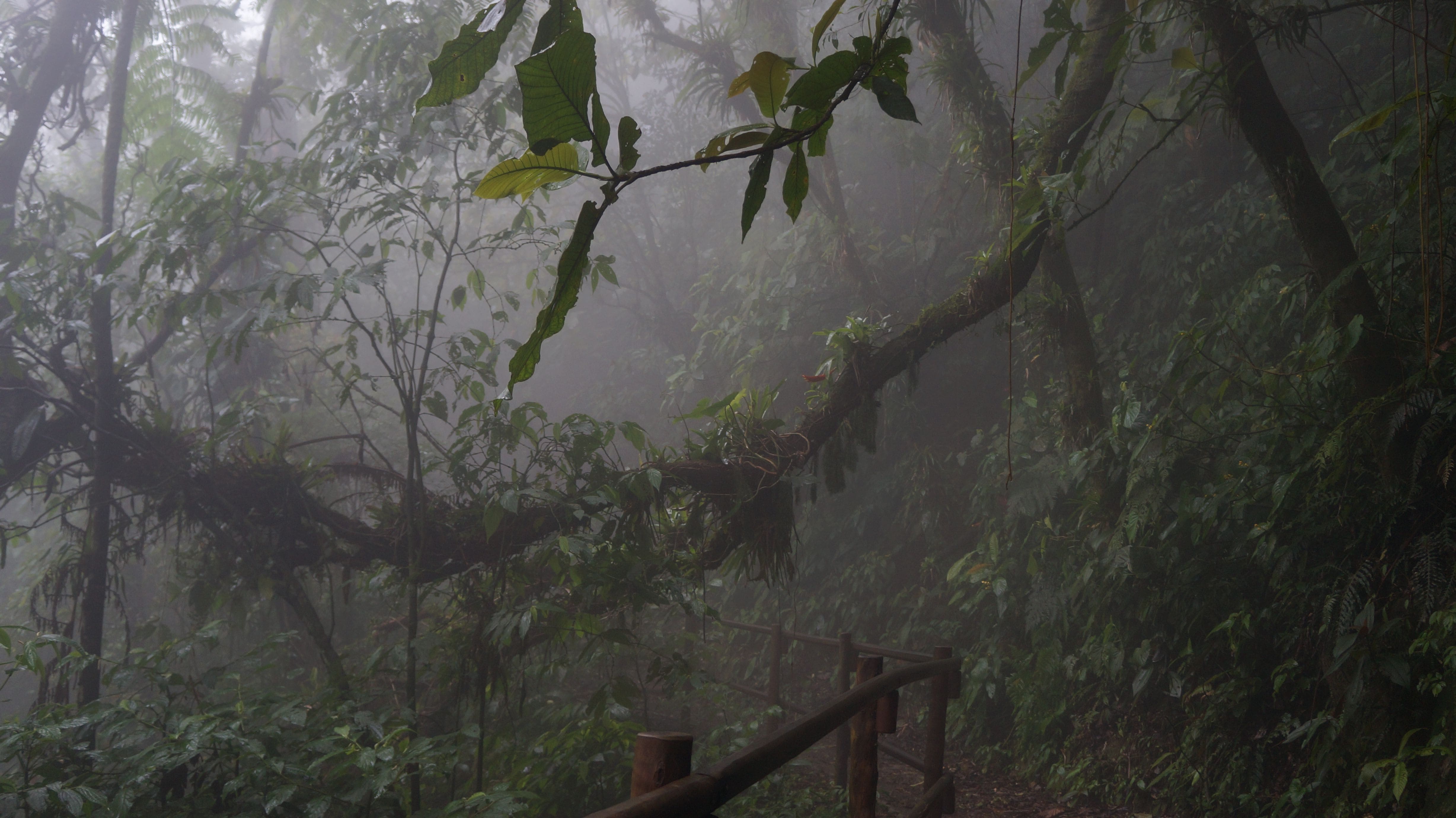 Misty cloud forest trail in the green highlands of Matagalpa, Nicaragua