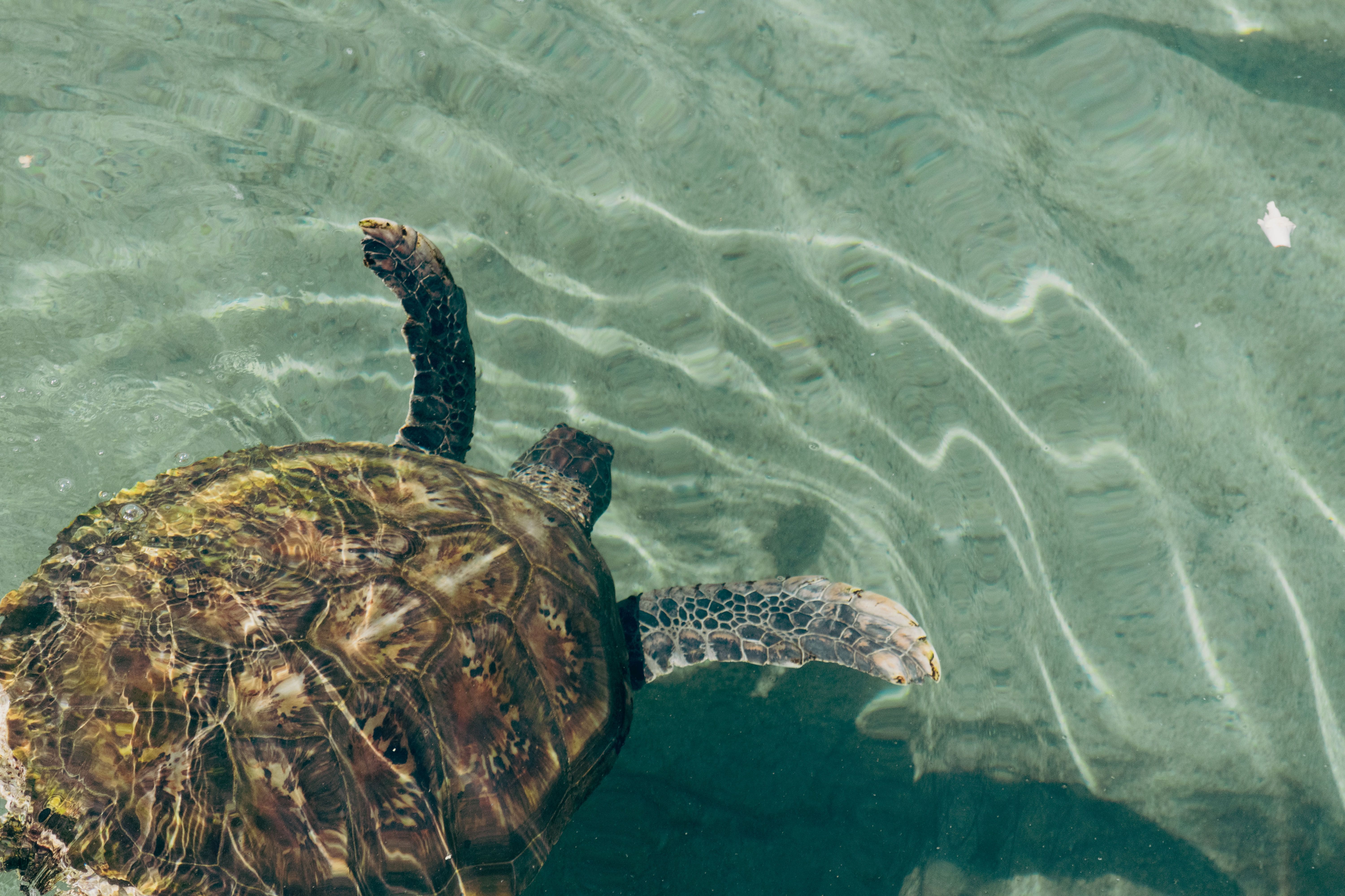 Olive Ridley sea turtle swimming with its head above the water off Nicaragua's Pacific coast