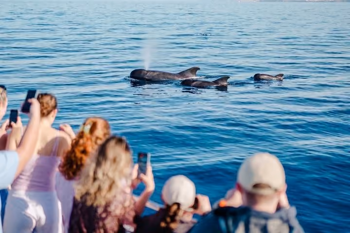 Tourists photographing pilot whales from a boat, Tenerife