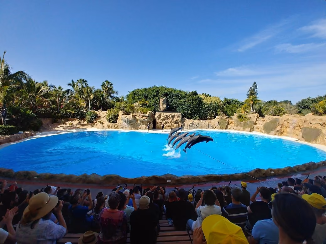 Dolphins leaping during a show at Loro Parque, Puerto de la Cruz, Tenerife.