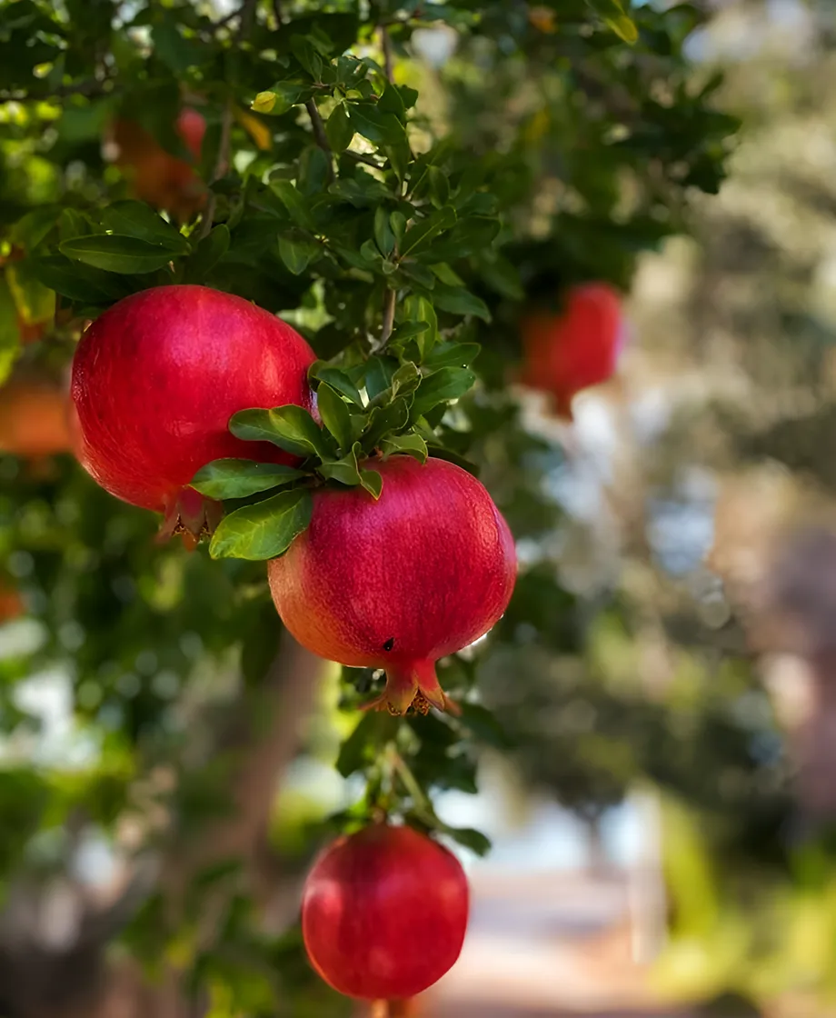 Home-three-products-3