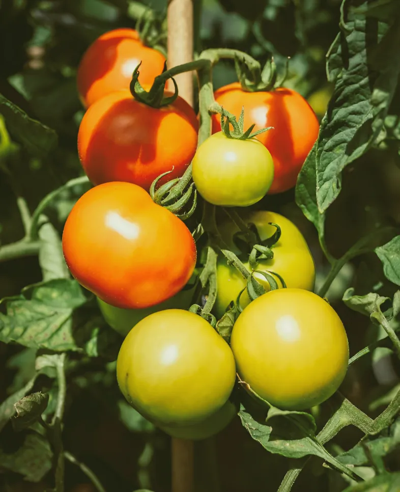 Service-two-banner-3