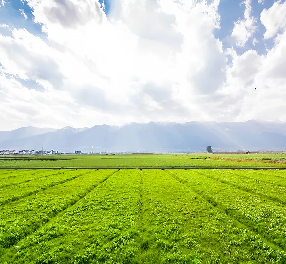 Service-three-overview-1