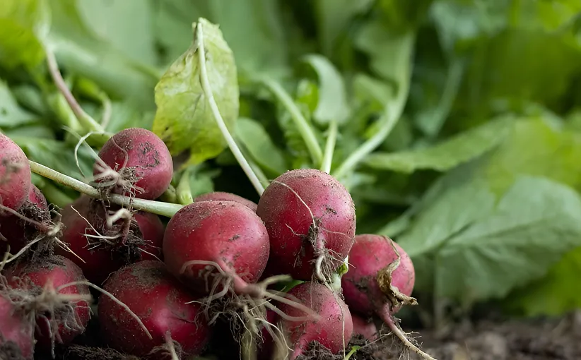 Home-two-choose-eco-1