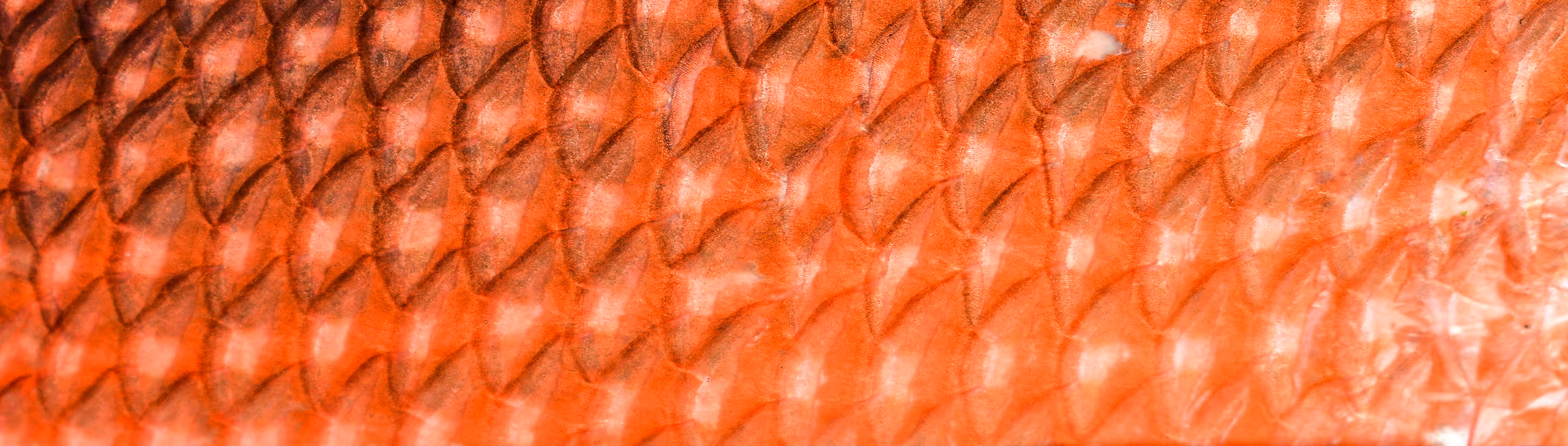 Red fish scales close-up. Photo sourced from: https://unsplash.com/photos/brown-and-white-textile-in-close-up-image-kLvWxc_JEOo