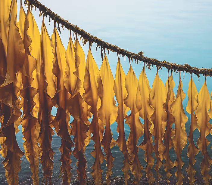 Seaweed being dried.