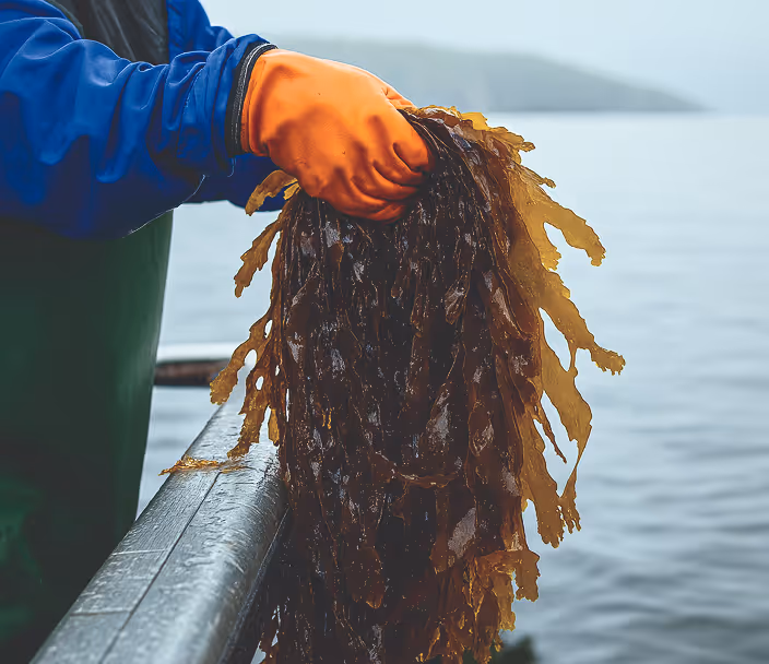 Harvesting seaweed.