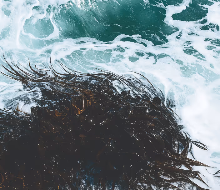 Seaweed flowing on the shore.