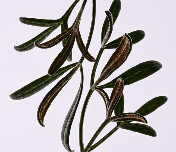 A cropped view of labrador tea leaves.