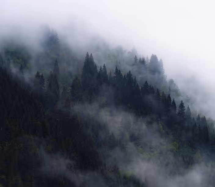 A landscape of northern forest.