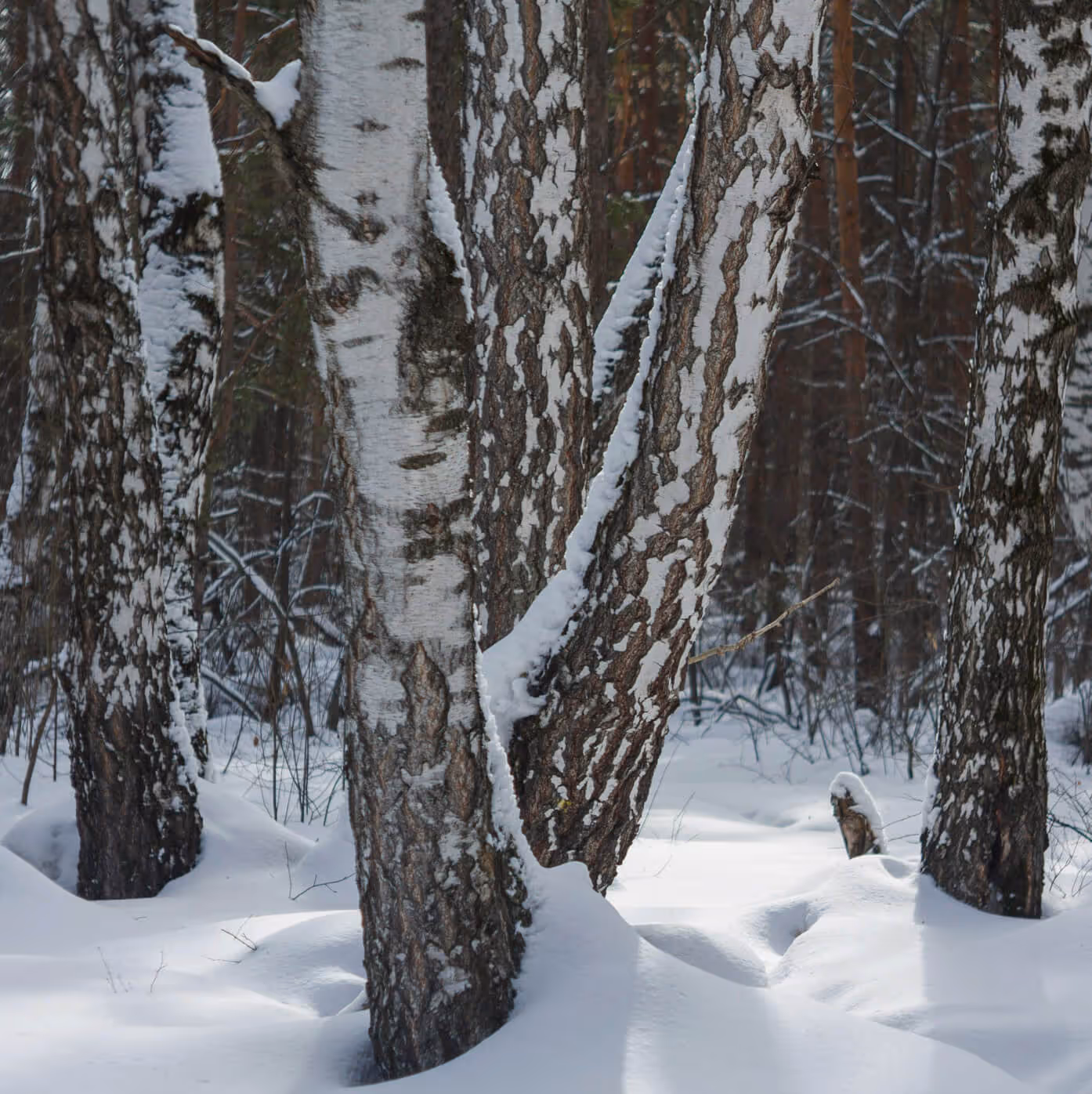 Maple trees in snowy landscape