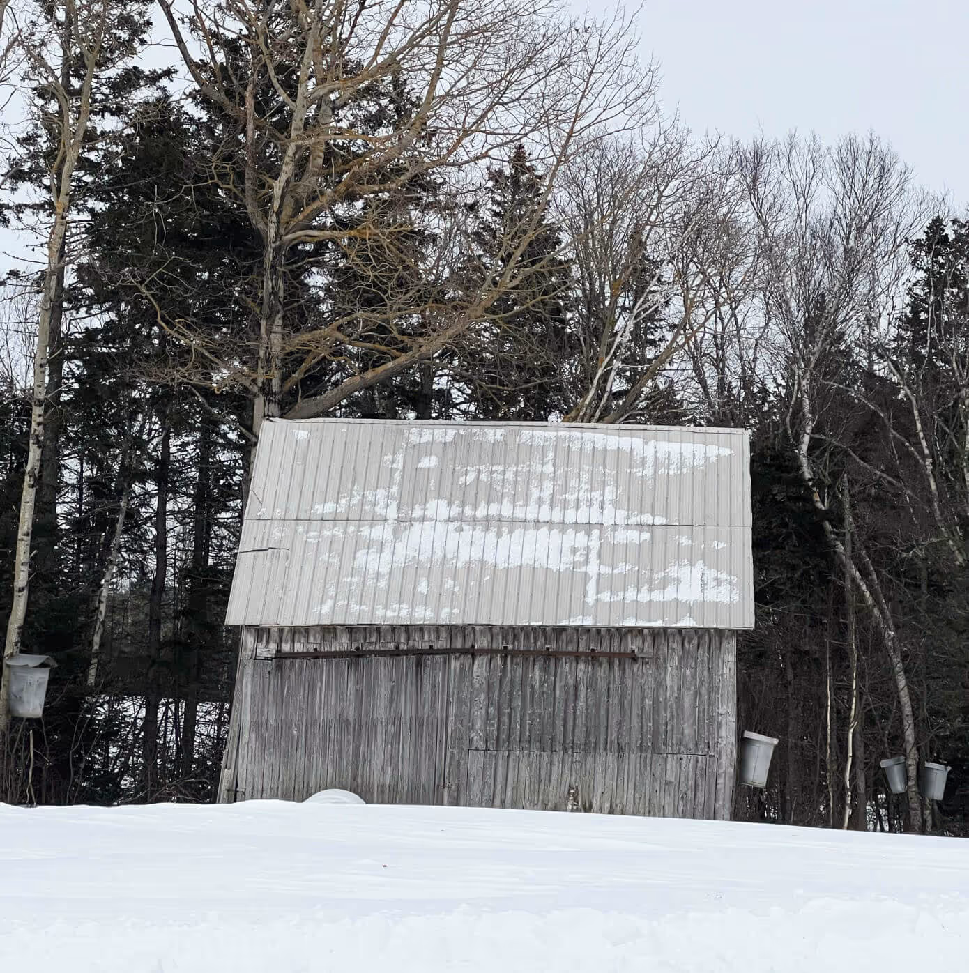Maple syrup farm with collection buckets on trees in snowy landscape